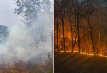 बीजापुर के जंगलों में महुआ बीनने ग्रामीणों ने लगाई आग, बड़े हिस्से में फैली