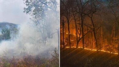 बीजापुर के जंगलों में महुआ बीनने ग्रामीणों ने लगाई आग, बड़े हिस्से में फैली