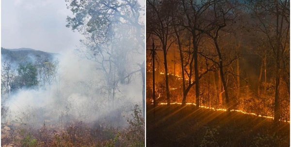 बीजापुर के जंगलों में महुआ बीनने ग्रामीणों ने लगाई आग, बड़े हिस्से में फैली