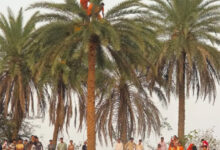 हर-हर महादेव के जयघोष के बीच बंगाली समुदाय के सन्यासियों ने पेड़ की फुनगी पर खड़े होकर किया नृत्य