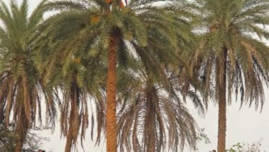 हर-हर महादेव के जयघोष के बीच बंगाली समुदाय के सन्यासियों ने पेड़ की फुनगी पर खड़े होकर किया नृत्य