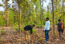 बाघ गणना का कार्य संपन्न, वन विकास निगम ने बीट स्तर पर किया सघन सर्वे, डिजिटल तकनीक का किया उपयोग