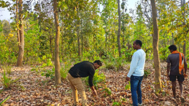 बाघ गणना का कार्य संपन्न, वन विकास निगम ने बीट स्तर पर किया सघन सर्वे, डिजिटल तकनीक का किया उपयोग