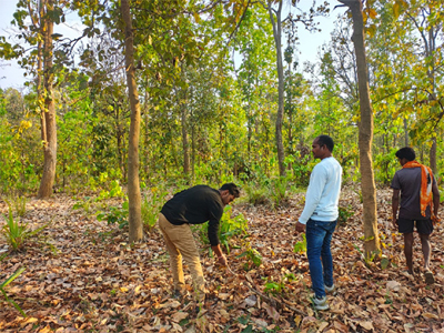 बाघ गणना का कार्य संपन्न, वन विकास निगम ने बीट स्तर पर किया सघन सर्वे, डिजिटल तकनीक का किया उपयोग