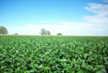 यूरिया का प्रभावी विकल्प बन रही हरी खाद, जशपुर में 600 हेक्टेयर में प्रदर्शन