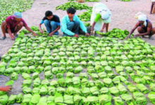 कोंडागांव में 25 से तेंदूपत्ता खरीदी की संभावना, 19,200 मानक बोरा संग्रहण का लक्ष्य