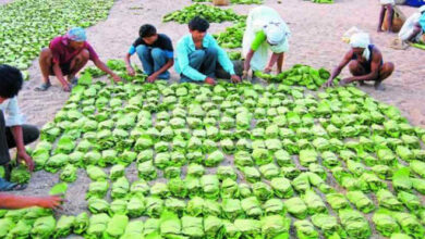 कोंडागांव में 25 से तेंदूपत्ता खरीदी की संभावना, 19,200 मानक बोरा संग्रहण का लक्ष्य