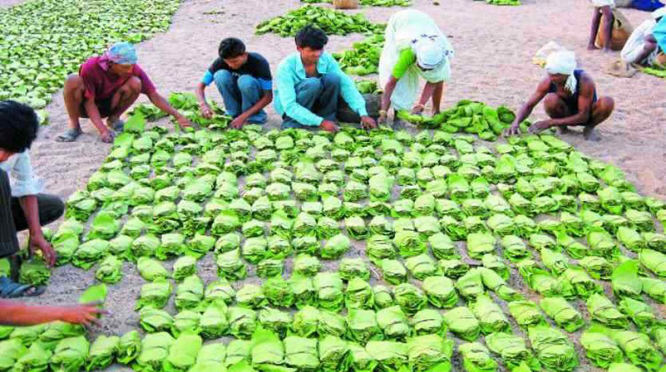 कोंडागांव में 25 से तेंदूपत्ता खरीदी की संभावना, 19,200 मानक बोरा संग्रहण का लक्ष्य