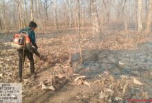 सुरक्षित हो रहे कवर्धा के जंगल, फायर अलर्ट सिस्टम से 25 हजार हेक्टेयर वन क्षेत्र की प्रभावी निगरानी