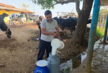 राजनाथ बने आधुनिक पशुपालन से आत्मनिर्भरता की मिसाल, सालाना 10 लाख से अधिक की शुद्ध आय