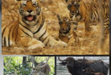 ईको-टूरिज्म से इंद्रावती टाइगर रिजर्व बीजापुर पर्यटकों से होगा गुलजार