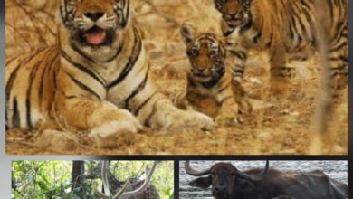 ईको-टूरिज्म से इंद्रावती टाइगर रिजर्व बीजापुर पर्यटकों से होगा गुलजार