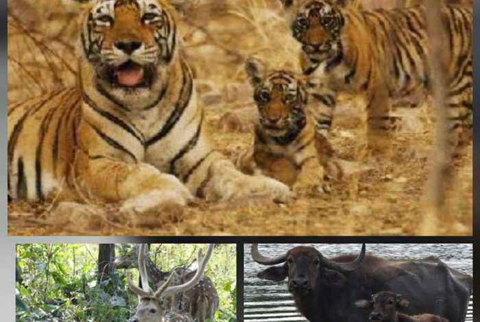 ईको-टूरिज्म से इंद्रावती टाइगर रिजर्व बीजापुर पर्यटकों से होगा गुलजार ईको-टूरिज्म से इंद्रावती टाइगर रिजर्व बीजापुर पर्यटकों से होगा गुलजार