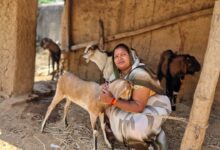 बिहान योजना से बदली जिंदगी: बकरी पालन से इंद्रनिया बाई बनीं लखपति दीदी