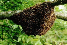 मधुमक्खियों के हमले से 14 वर्षीय बालक गंभीर