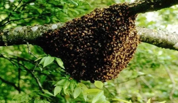 मधुमक्खियों के हमले से 14 वर्षीय बालक गंभीर मधुमक्खियों के हमले से 14 वर्षीय बालक गंभीर