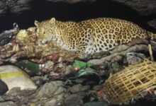 नंदनमारा में दिखा वन्य प्राणी तेंदुआ