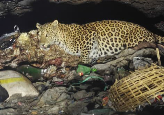 नंदनमारा में दिखा वन्य प्राणी तेंदुआ नंदनमारा में दिखा वन्य प्राणी तेंदुआ