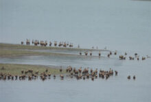 कोंडागांव के मसोरा डेम में दिखीं सैकड़ों प्रवासी बत्तखें