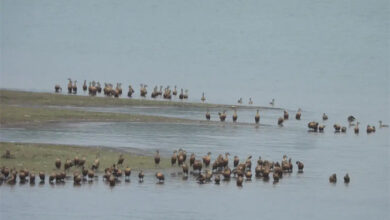 कोंडागांव के मसोरा डेम में दिखीं सैकड़ों प्रवासी बत्तखें
