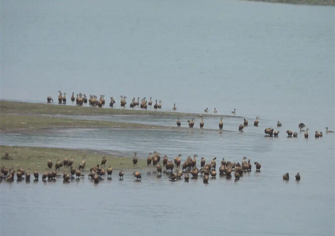 कोंडागांव के मसोरा डेम में दिखे सैकड़ों प्रवासी बत्तख
