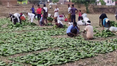 तेन्दुपत्ता संग्राहक परिवार के 570 मेधावी विद्यार्थी हुए लाभान्वित तेन्दुपत्ता संग्राहक परिवार के 570 मेधावी विद्यार्थी हुए लाभान्वित
