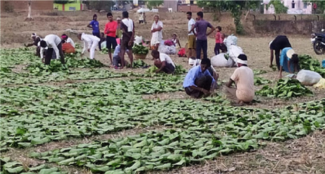 तेन्दुपत्ता संग्राहक परिवार के 570 मेधावी विद्यार्थी हुए लाभान्वित