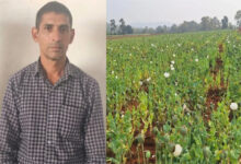 तुर्रीपानी खजुरी में 2 करोड़ की अफीम खेती करने वाला मुख्य सप्लायर झारखंड से गिरफ्तार