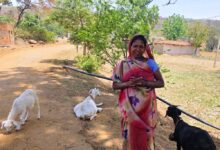 महतारी वंदन योजना से संवर रही पहाड़ी कोरवा परिवारों की तकदीर, बकरी पालन बना आजीविका का सशक्त माध्यम