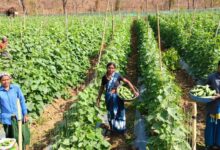 खीरा की खेती ने बदली सुभद्रा की जिंदगी, बिहान योजना से बनी लखपति दीदी