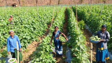 खीरा की खेती ने बदली सुभद्रा की जिंदगी, बिहान योजना से बनी लखपति दीदी