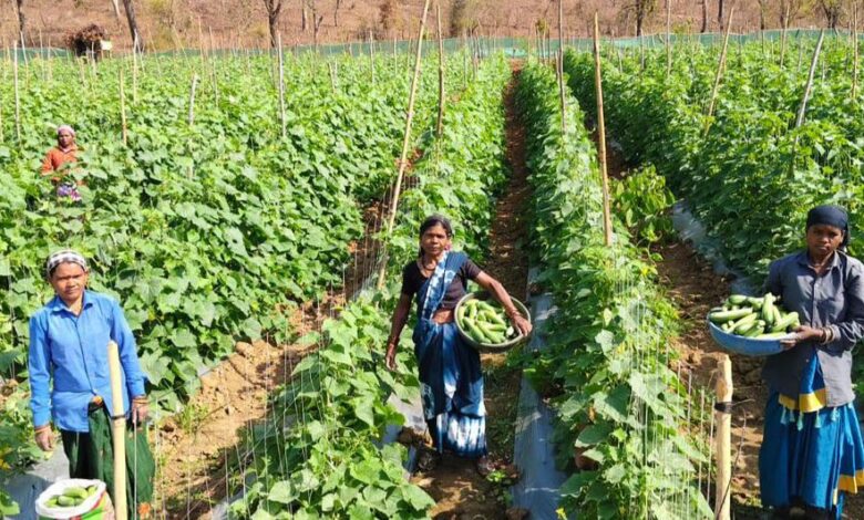 खीरा की खेती ने बदली सुभद्रा की जिंदगी, बिहान योजना से बनी लखपति दीदी
