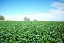 यूरिया का प्रभावी विकल्प बन रही हरी खाद, छत्तीसगढ़ में 600 हेक्टेयर में प्रदर्शन