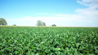 यूरिया का प्रभावी विकल्प बन रही हरी खाद, छत्तीसगढ़ में 600 हेक्टेयर में प्रदर्शन
