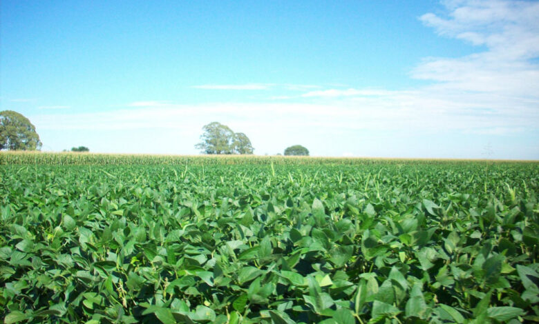 यूरिया का प्रभावी विकल्प बन रही हरी खाद, छत्तीसगढ़ में 600 हेक्टेयर में प्रदर्शन
