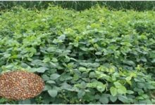 हरी खाद – मिट्टी की खोई उर्वरता बढ़ाने का प्राकृतिक समाधान