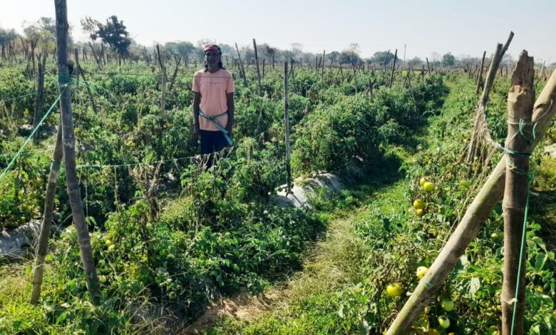 राष्ट्रीय कृषि विकास योजना से फायदा : ग्राफ्टेड टमाटर की खेती से दुबेलाल का बढ़ा मुनाफा