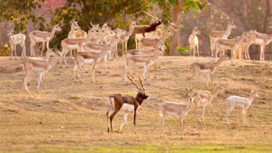 वन विभाग की बड़ी उपलब्धि : बारनवापारा का रामपुर ग्रासलैंड फिर हुआ काले हिरणों से आबाद