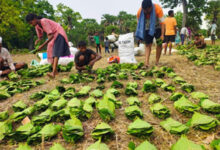 तेंदूपत्ता सीजन-2026 : हड़ताल की आशंका के बीच शासन का बड़ा निर्णय, अत्यावश्यक सेवाएं हुईं घोषित
