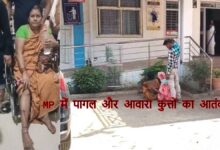 मध्यप्रदेश में आवारा कुत्तों का आतंक, सतना में 40 लोग घायल