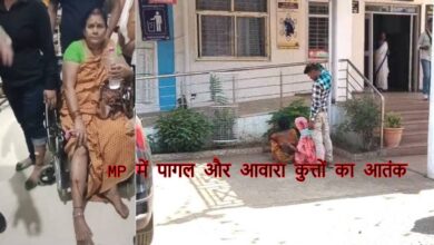 मध्यप्रदेश में आवारा कुत्तों का आतंक, सतना में 40 लोग घायल