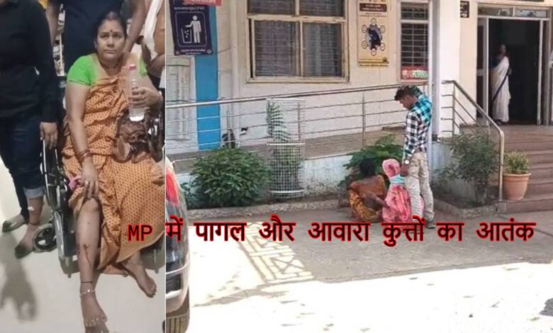 मध्यप्रदेश में आवारा कुत्तों का आतंक, सतना में 40 लोग घायल