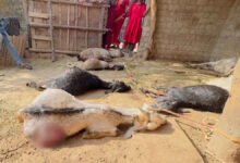 घर के आंगन में बंधी 17 बकरियां मिली मृत