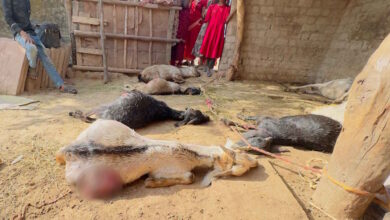 घर के आंगन में बंधी 17 बकरियां मिली मृत