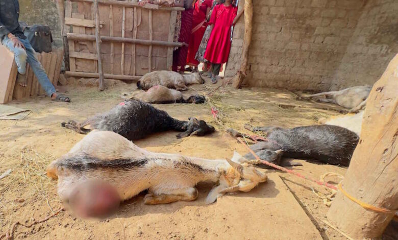 घर के आंगन में बंधी 17 बकरियां मिली मृत घर के आंगन में बंधी 17 बकरियां मिली मृत