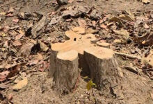 मरवाही वनमंडल में 122 सागौन और साल पेड़ों की अवैध कटाई