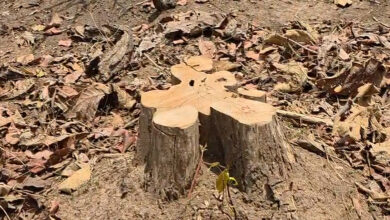 मरवाही वनमंडल में 122 सागौन और साल पेड़ों की अवैध कटाई