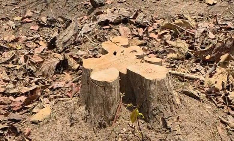 मरवाही वनमंडल में 122 सागौन और साल पेड़ों की अवैध कटाई