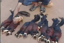 महाराष्ट्र के राजकीय पशु शेकरू का शिकार करने वाला एक आराेपित पकड़ाया, 11 की तलाश जारी