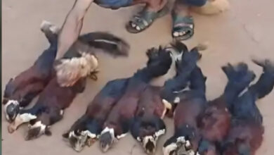 महाराष्ट्र के राजकीय पशु शेकरू का शिकार करने वाला एक आराेपित पकड़ाया, 11 की तलाश जारी